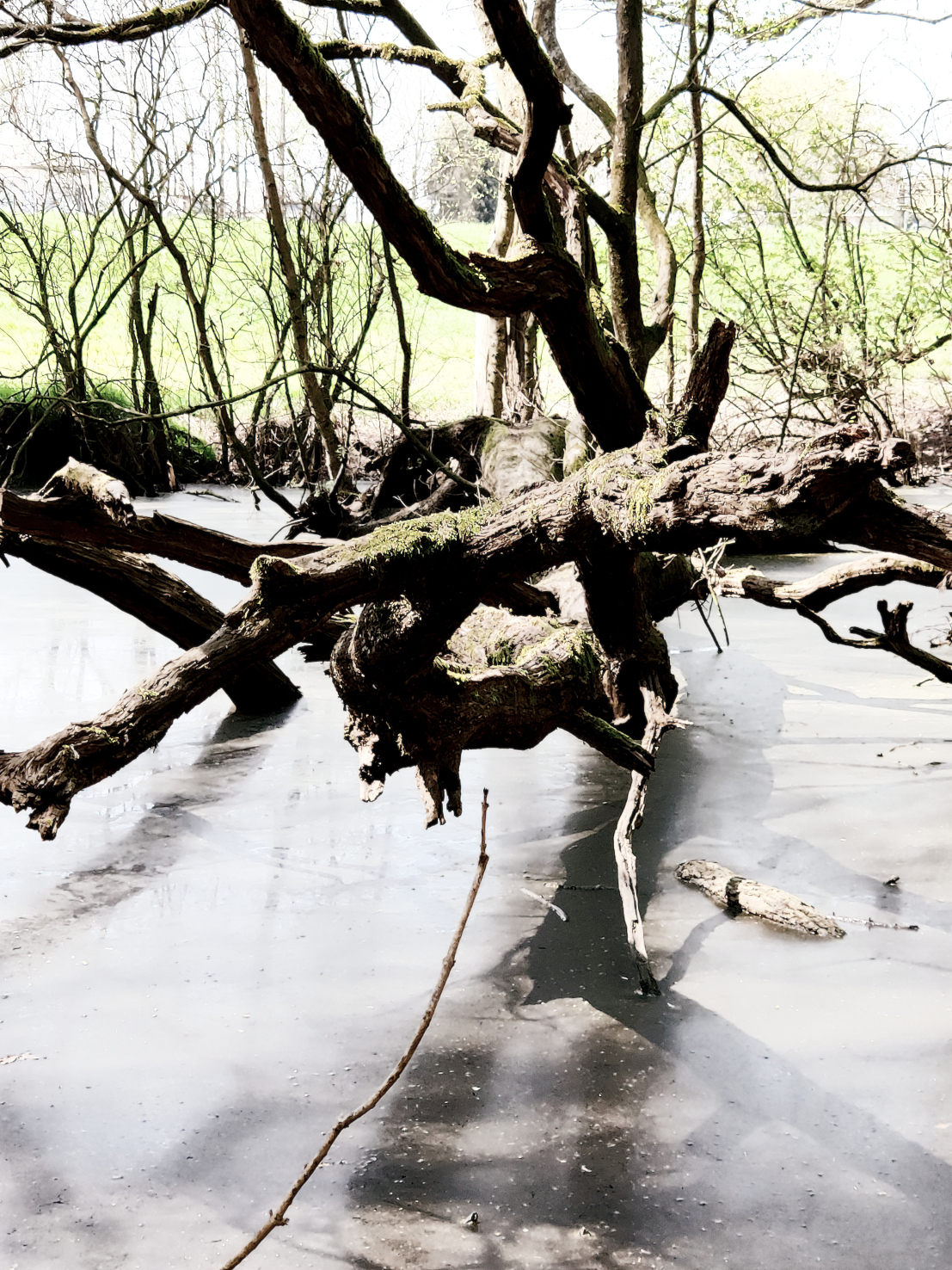 Baum im Wasser1