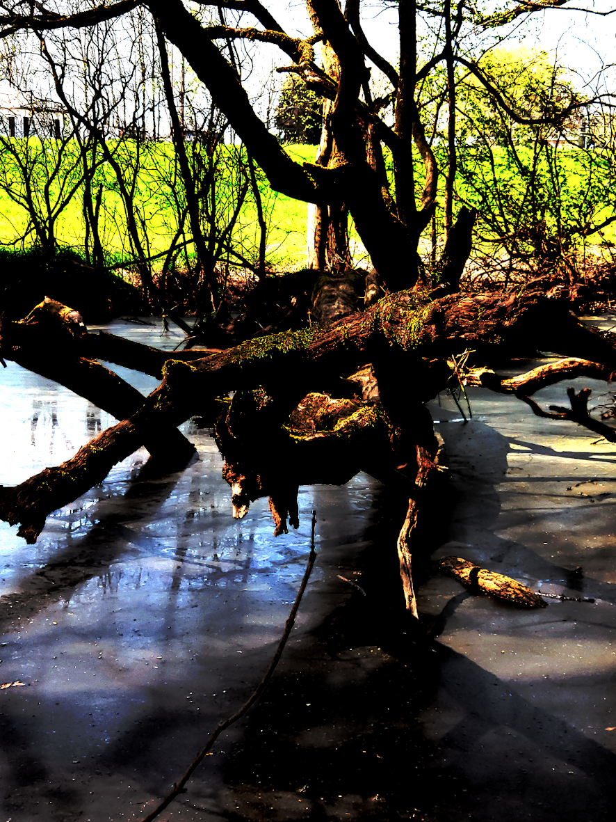 Sommerbaum im Wasser